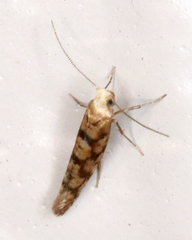 Argyresthia alternatella