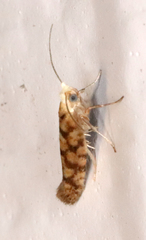 Argyresthia alternatella