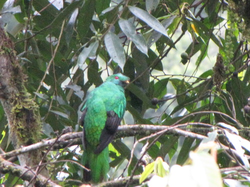 Pharomachrus antisianus