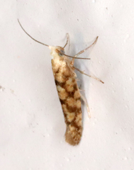 Argyresthia alternatella