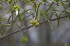 Varronia revoluta