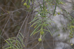 Varronia revoluta