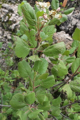Pterostemon rotundifolius
