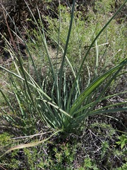 Hesperoyucca whipplei