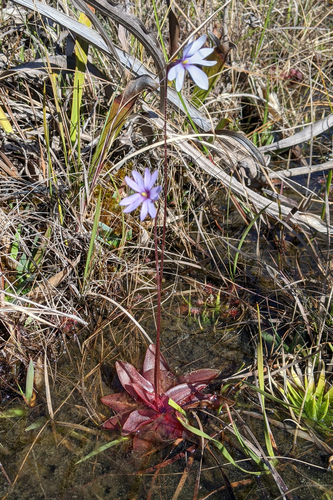 Pinguicula planifolia