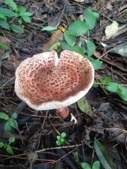 Amanita brunneolocularis