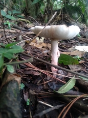 Amanita brunneolocularis
