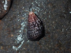 Clypeomorus batillariaeformis