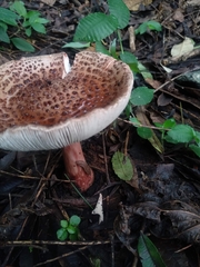 Amanita brunneolocularis
