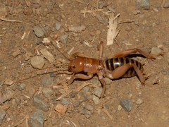 Stenopelmatidae