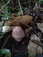 Amanita brunneolocularis