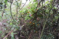 Palicourea boqueronensis