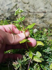 Mitreola petiolata