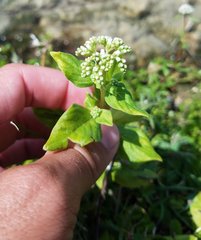 Mitreola petiolata