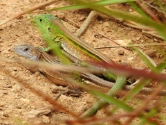 Cnemidophorus lemniscatus