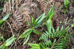 Elleanthus smithii