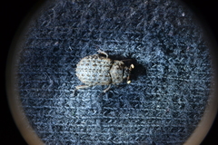Trox variolatus