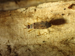 Ozophora occidentalis