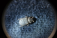 Trox variolatus