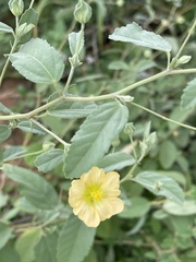Sida ovata