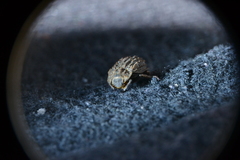 Trox variolatus