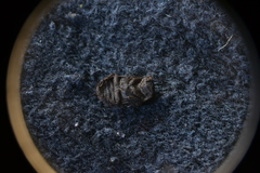 Trox variolatus