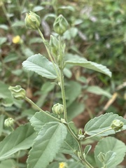 Sida ovata