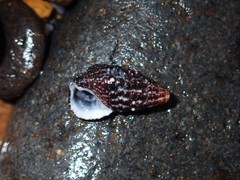 Clypeomorus batillariaeformis