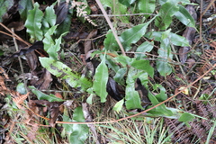 Serpocaulon levigatum