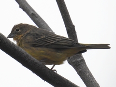 Sicalis citrina browni