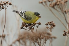 Lesser Goldfinch photo 4