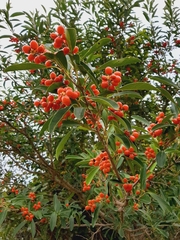 Citharexylum montevidense