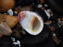 Nerita erythrostoma