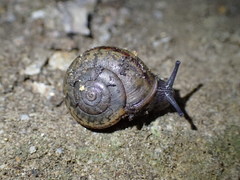 Helminthoglypta petricola