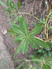 Phytolacca tetramera