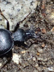 Scaphinotus punctatus