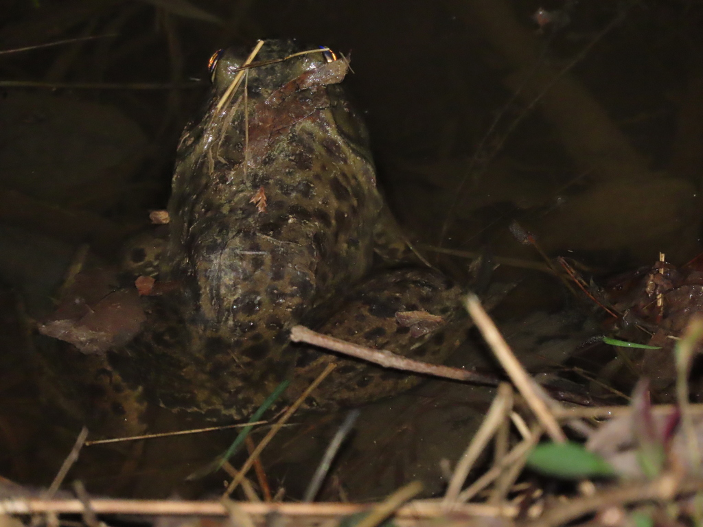 American Bullfrog from Forest Glen, Silver Spring, MD, USA on March 25 ...