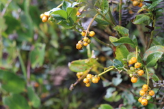 Palicourea boqueronensis