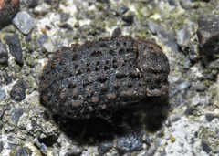 Trox variolatus