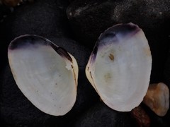 Asaphis violascens