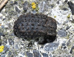 Trox variolatus