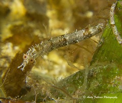 Lissocampus caudalis