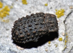 Trox variolatus