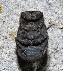 Trox variolatus
