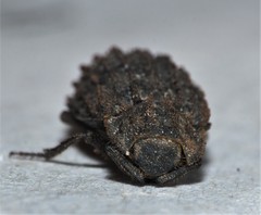 Trox variolatus