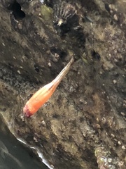 Styela montereyensis