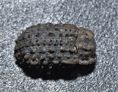 Trox variolatus