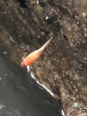 Styela montereyensis