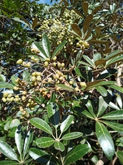 Didymopanax macrocarpus