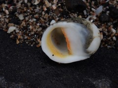 Nerita erythrostoma